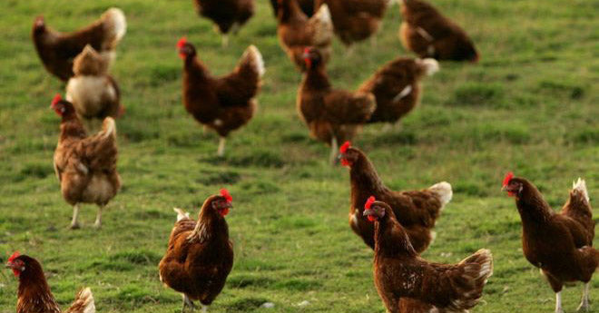 Chief Vet Defends Support of Larger Hen Cages