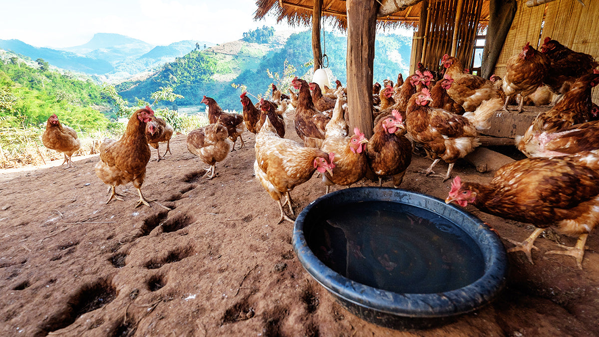 Environmental Benefits of Organic Farming