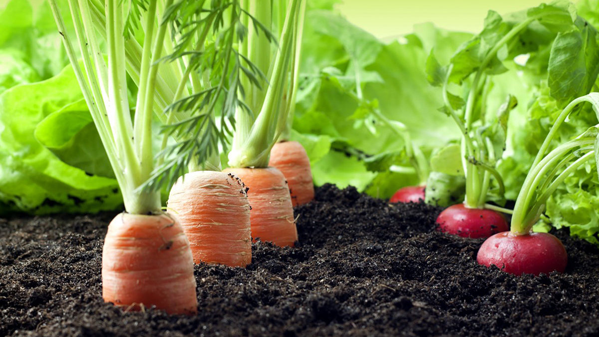17 Foods You Should Always Buy Organic